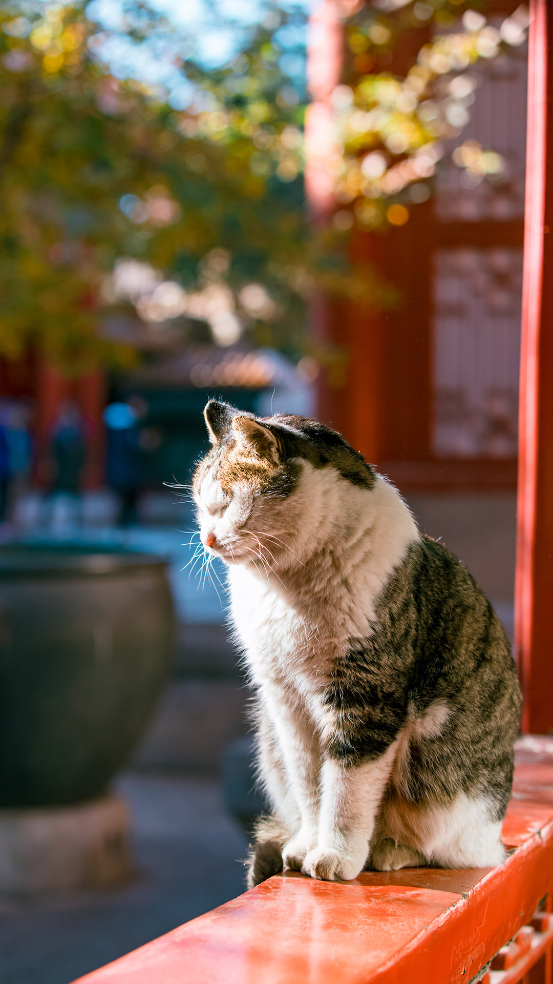 年度故宫御猫美照大赏,并附亲身撸猫攻略!