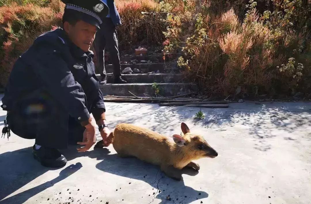 稀奇丨邛泸景区内惊现野生麂子