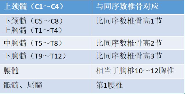 康复师考试必背考点:神经系统——脊髓