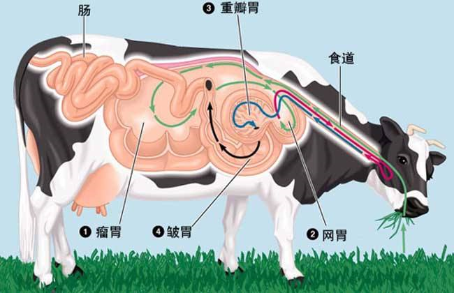 减少瘤胃原虫反刍动物瘤胃中的微生物家族