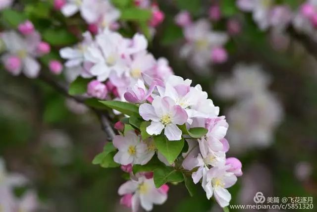 清晨闻鸡舞,暮夜看星空,登高楼揽日月星辰,履平川踏湖海山河;喜时一声