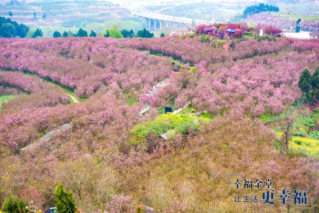 樱花烂漫正当时来金堂赴一场樱花盛宴吧更有门票免费送