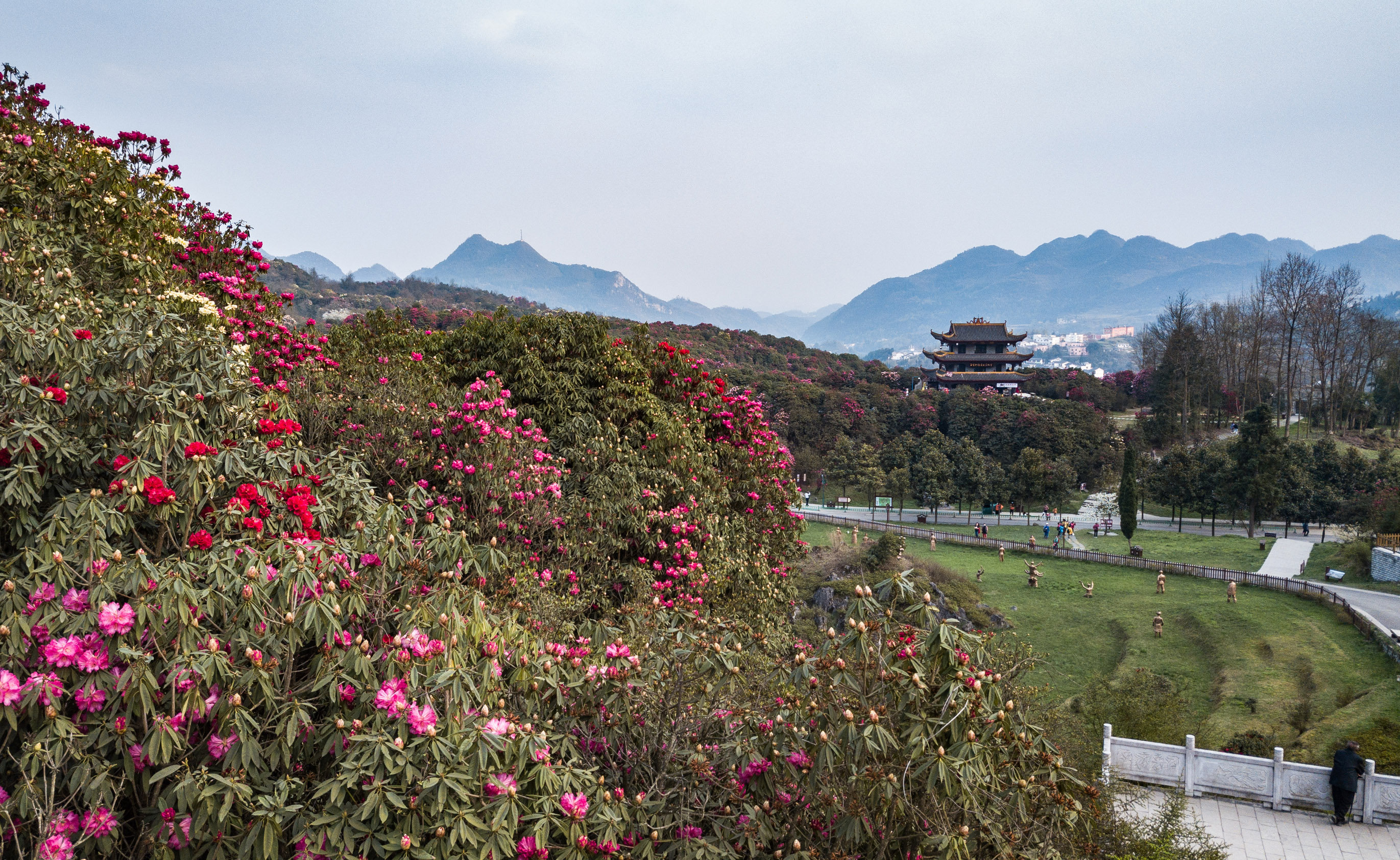 贵州省毕节市百里杜鹃景区的杜鹃花盛开,前来赏花游玩的游客络绎不绝.