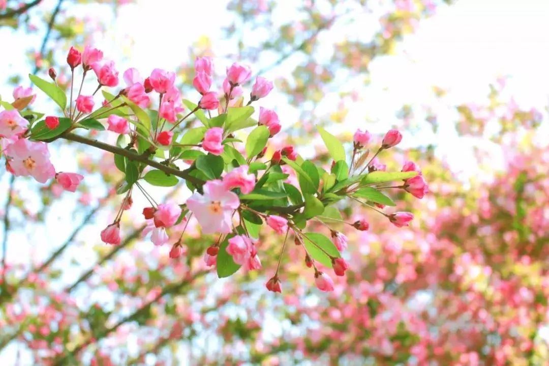 在一中校园里不期而遇绿的芽红的粉的黄的花大自然打翻调色盘春意浓三