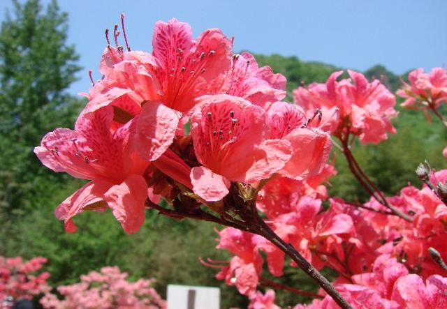 杜鹃花开万重天,河南这个景区"野"的很,目测要火!