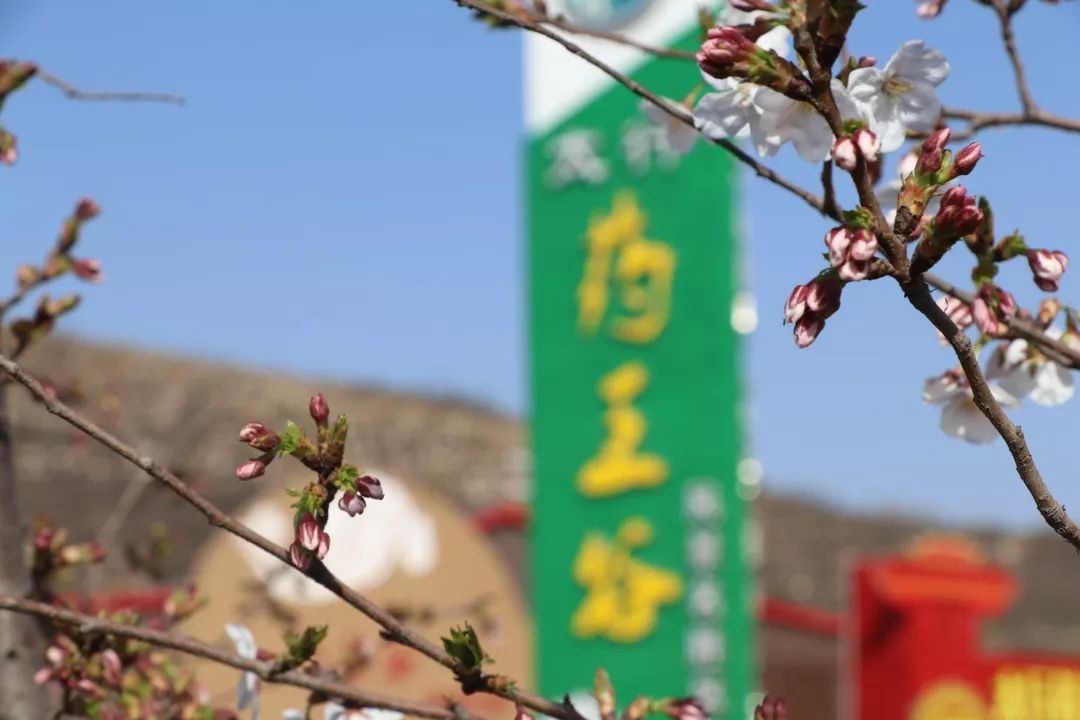 一次,为了浪漫的遇见 一次,为了离别的忧伤 而今年春天 太行药王谷要