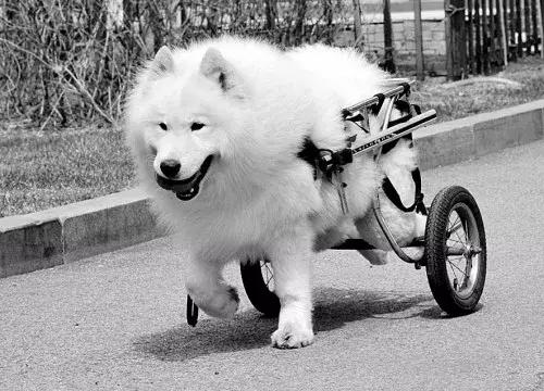 原創 花近千元給寵物買輪椅，值嗎？13年來，他為幾萬只殘疾動物做輪椅 未分類 第1張