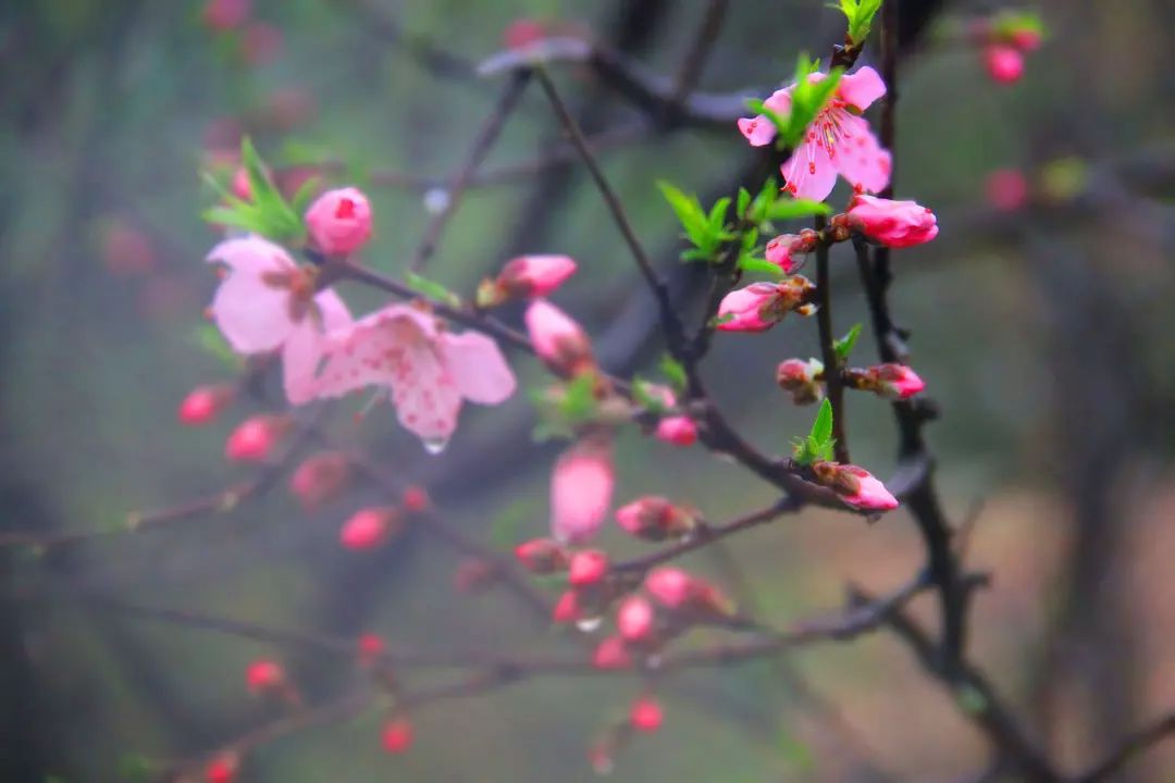 花枝什么颤成语_花枝鼠(5)