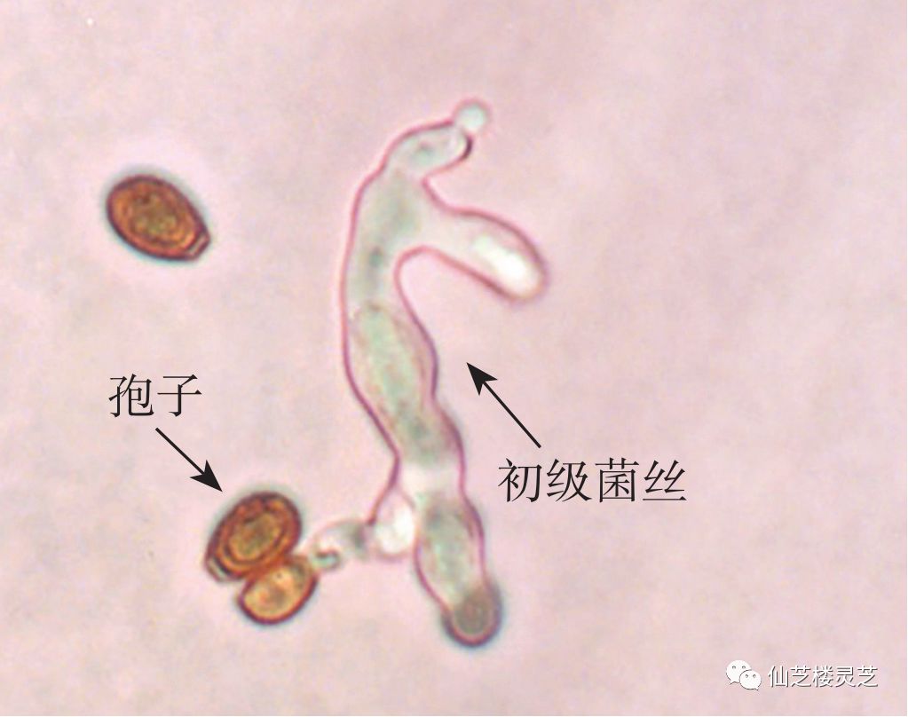 妙不可言 | 灵芝是这样长大的!_孢子