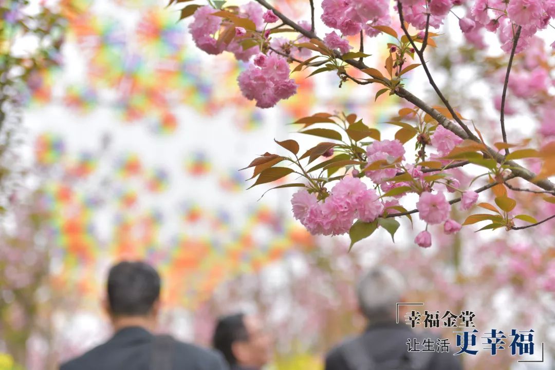 来金堂赴一场樱花盛宴吧!更有门票免费送!