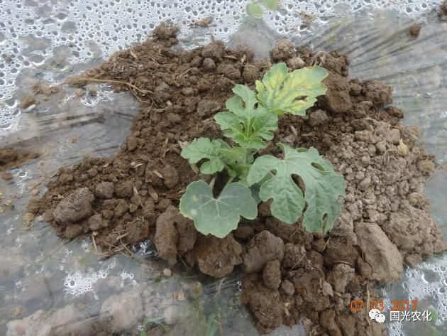 【技术】早春大棚西瓜定植期管理要点