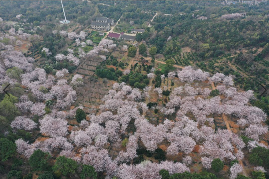 潭东村樱花林的清晨