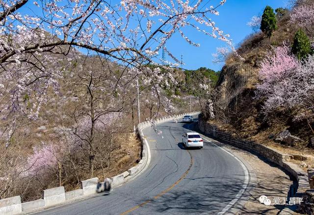 那必然是驶向桃花盛开美成仙境的 昌平延寿镇醉美公路 这一路上,漫山