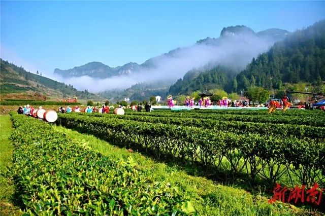 古丈茶又香写在第三届中国61古丈茶旅文化节即将开幕之际