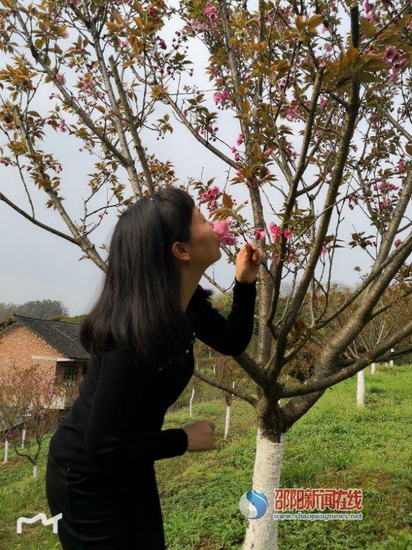 邵阳拍客|北塔生态园的樱花来了,周末赏花去