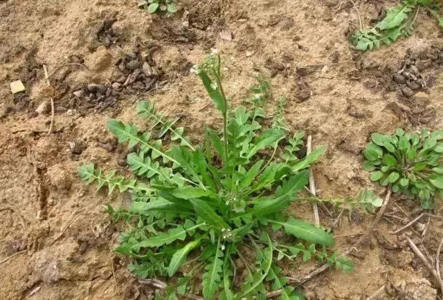 荠菜野菜的n种吃法你妈叫你挖野菜呢,你赶紧回来!