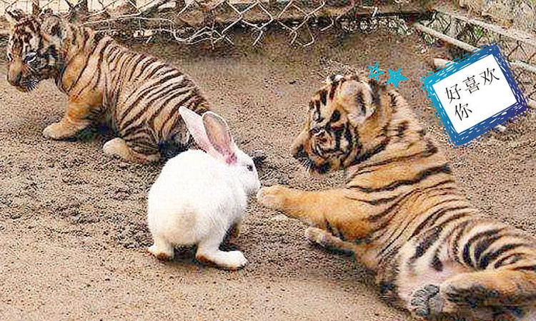 兔子请老虎打一成语是什么_老虎和兔子图片