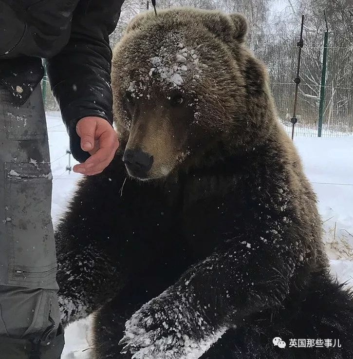 从小养大的熊宝宝被坏人骗走,这群俄罗斯飞行员忍不住了!