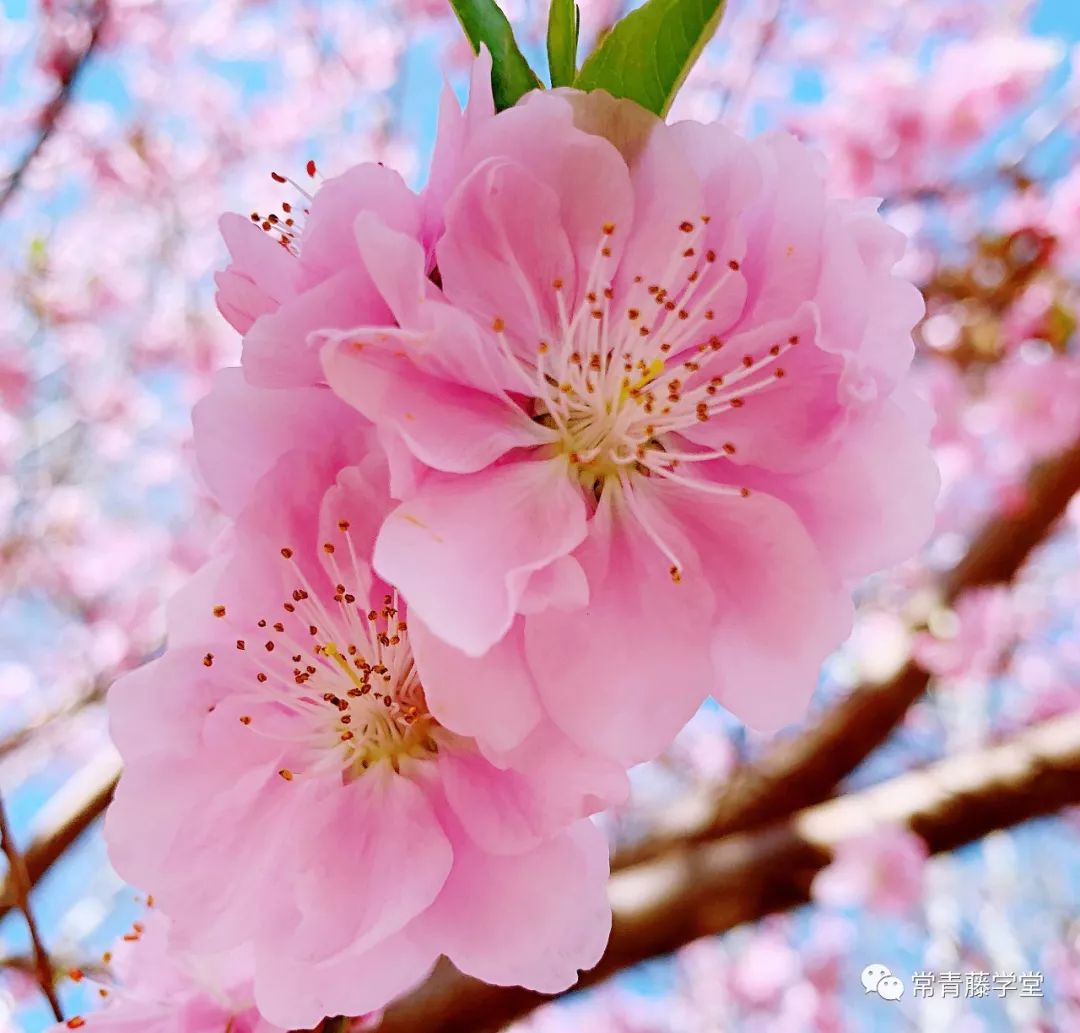 【赏春】春天来了,分享三首和春天有关的诗词!