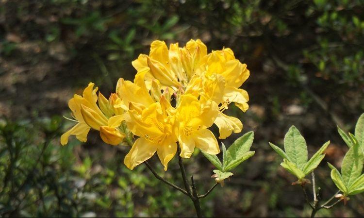 春天赏花要小心,这10种"有毒花"