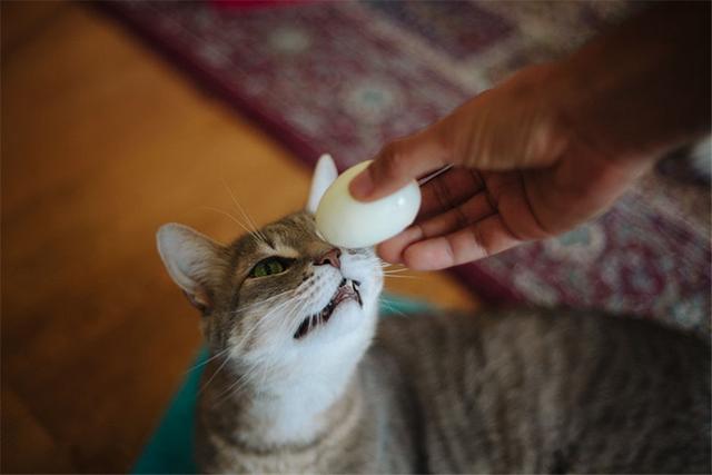 猫吃蛋黄怎么吃