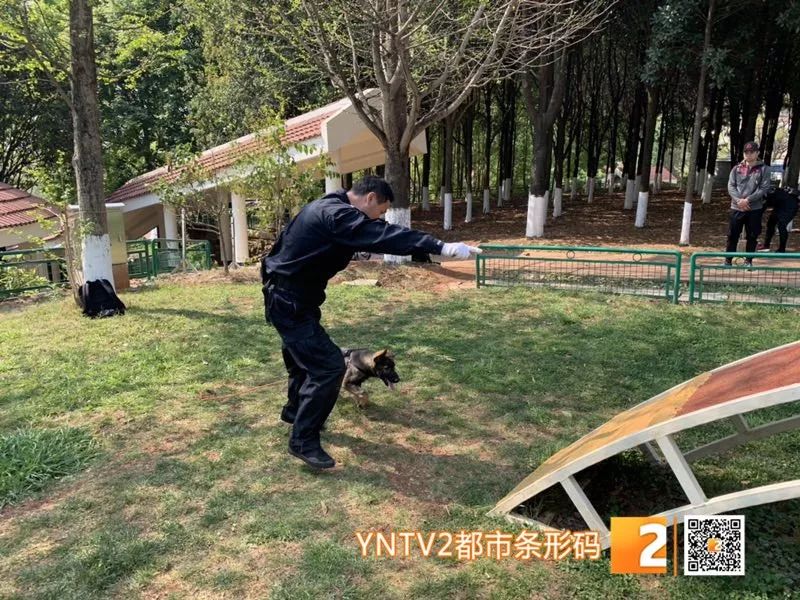 正在昆明警犬基地接受训练