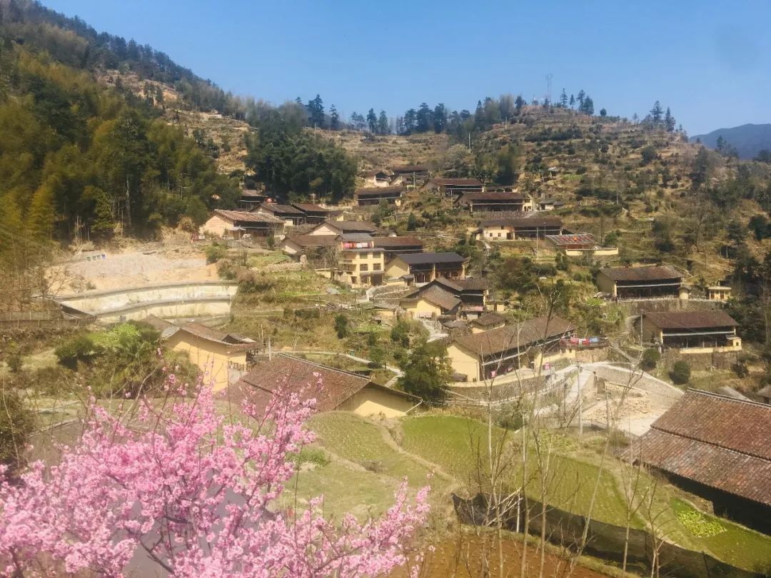 寻找浙江那片"红:景宁畲族自治县茶歌飘满山_张坑村