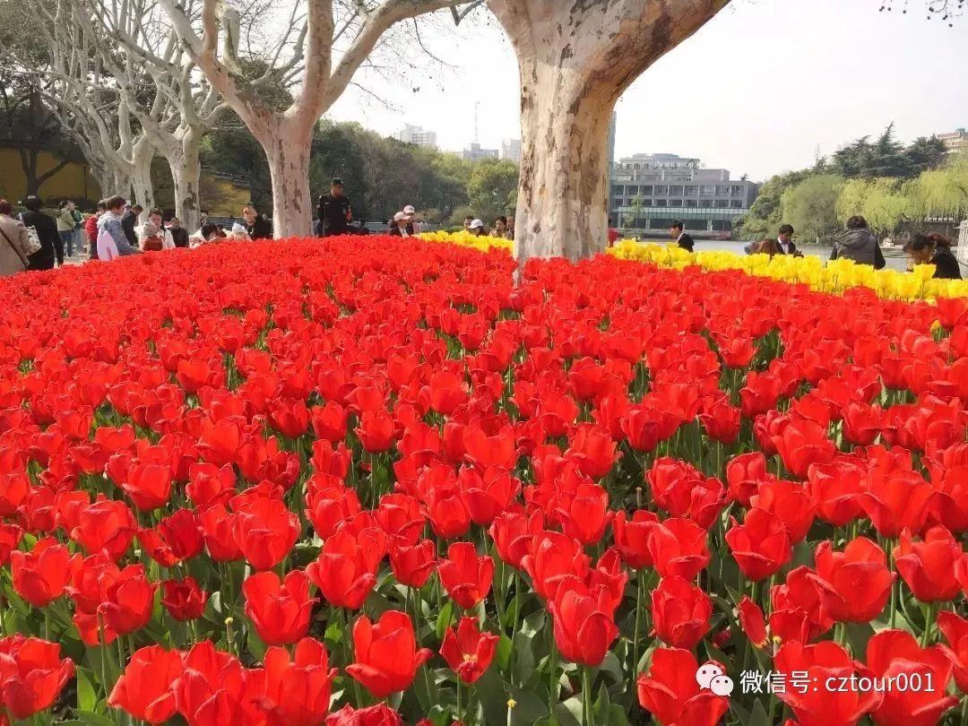 花开遍地的常州简直美出了"神仙颜值!