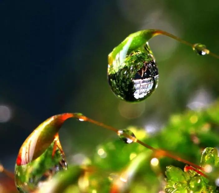 雨滴里的美丽世界,惊艳!