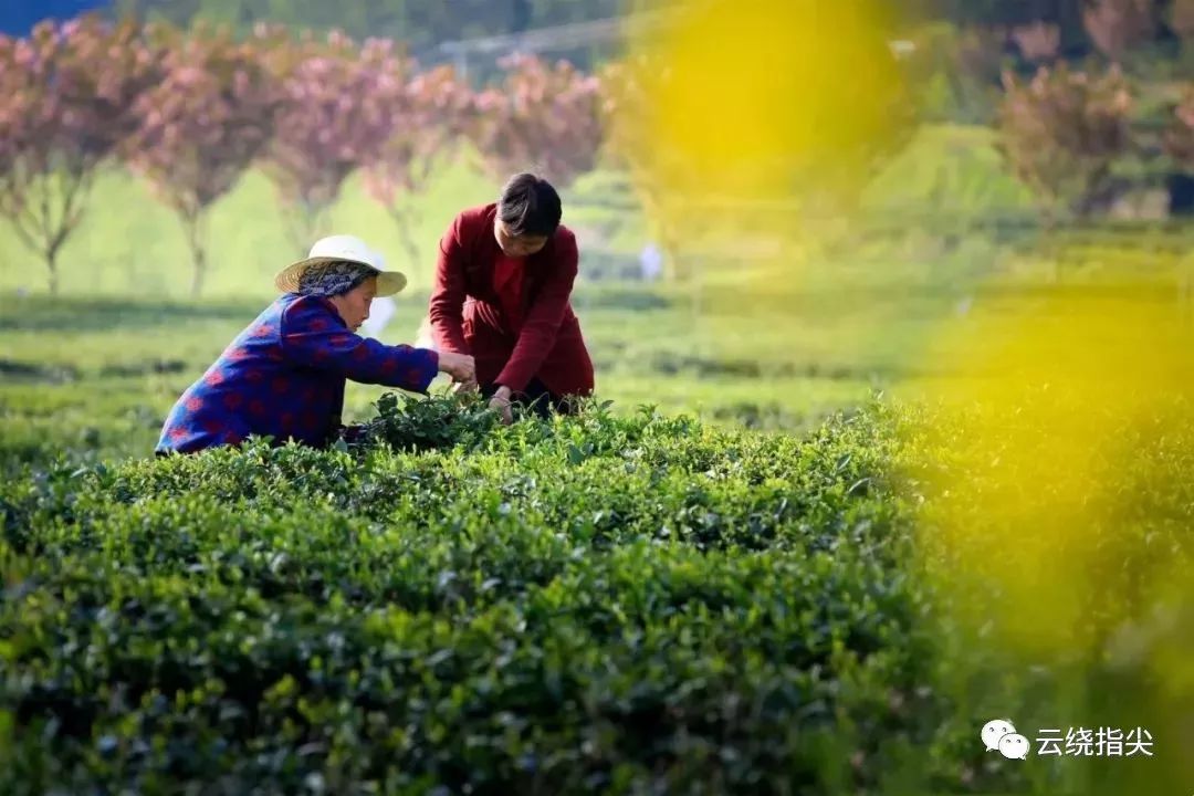 一杯杯香茗,等你来品尝!