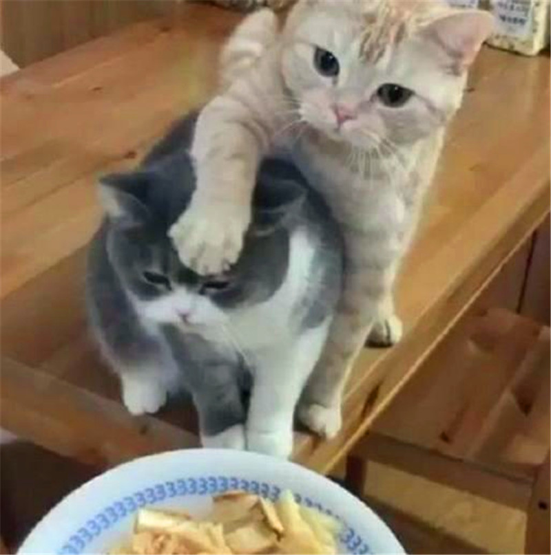 两只猫咪为了争夺美食,不惜大打出手,结局让主人忍不住笑出声!