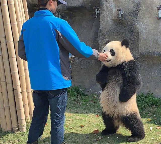 国宝熊猫这就是这么任性 搞笑gif