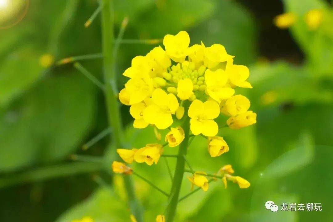 追花之旅∣龙岩村美的油菜花海已盛开,一起化身花仙子