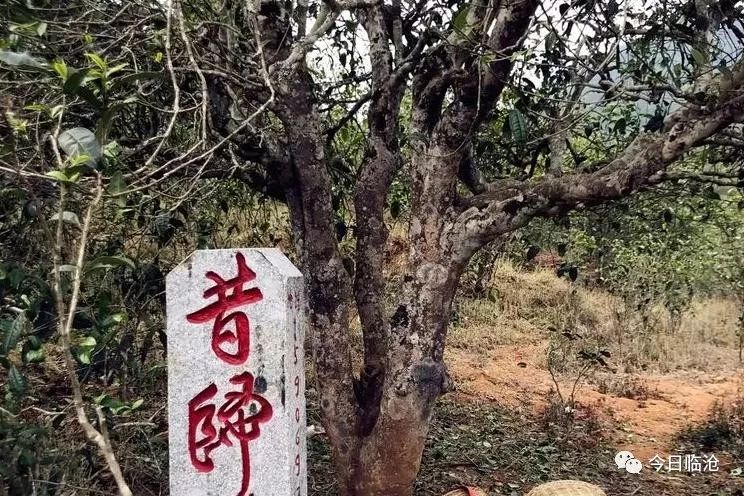 茶香四溢,在双江拉祜族佤族布朗族傣族自治县冰岛村,临翔区昔归村