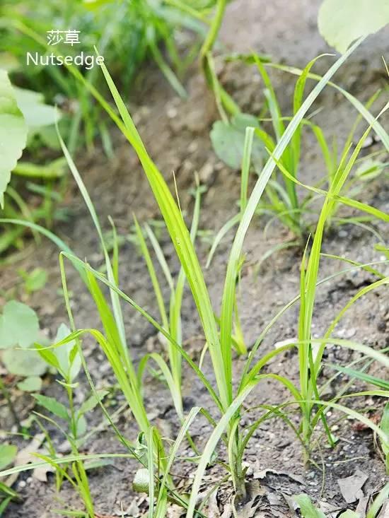 33种春季常见野草你认识多少种