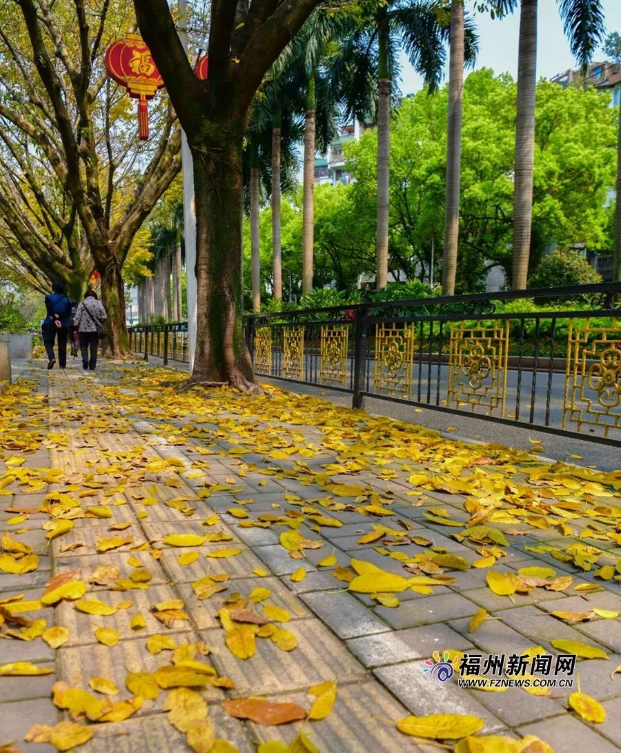 一阵风吹来,落叶纷纷而下,宛如春雨.