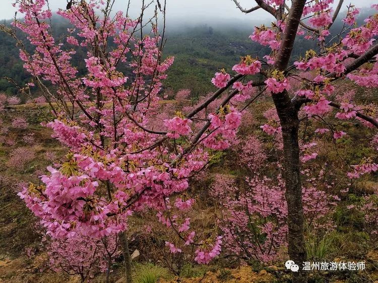 素心记樱花盛宴雁楠逸园