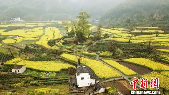 安徽黄山黟县油菜花田