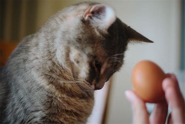 猫吃蛋黄怎么吃