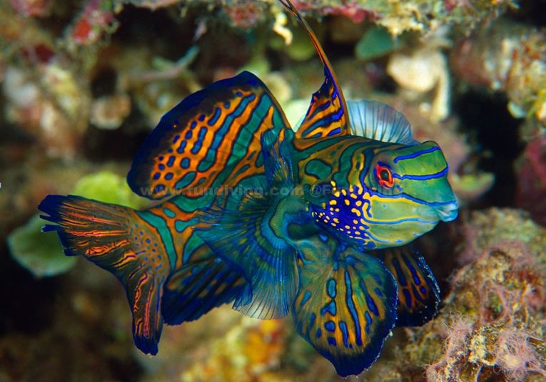 splendidus鳜鱼作为一个没有冒险精神的游泳者,banggai cardinalfish