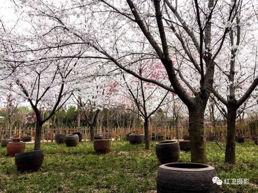 鄢陵人口_鄢陵花博园(2)