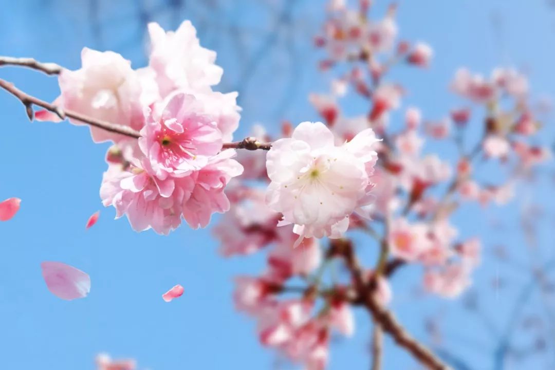 的大道上踱步 也是一件风情十足的事情 还有海棠,喷雪花灯各种花卉