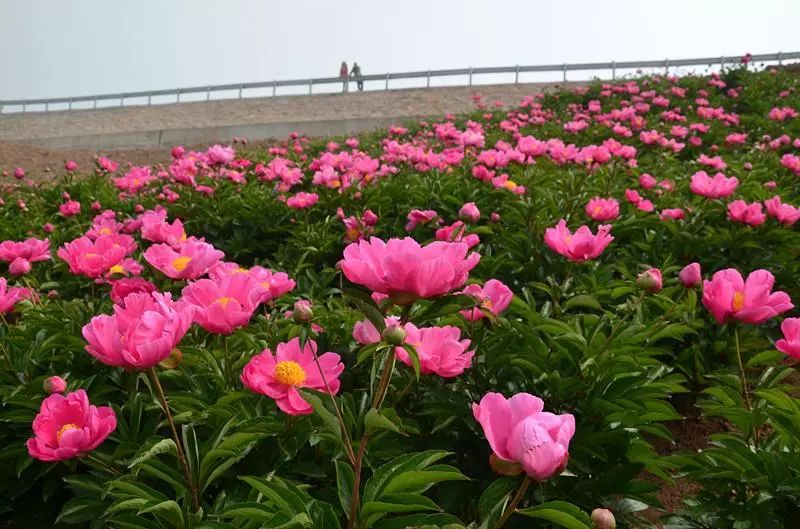 成语草什么花开_成语故事图片(3)