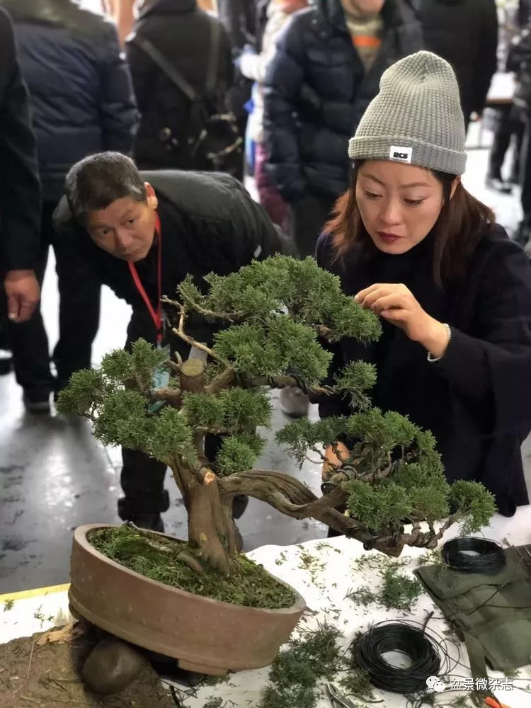 短暂的相聚,中盆会给女盆景师一个与国际大师和国家大师零距离的接触