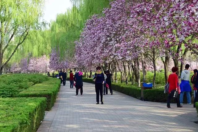 三月百花盛开,洛阳春天最美的公园,垂丝海棠花醉了游人