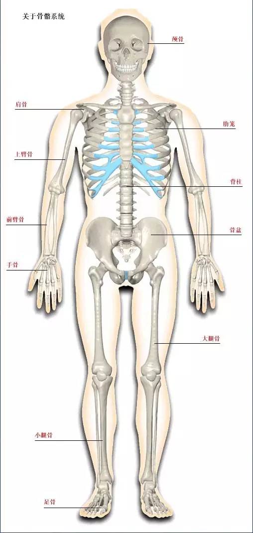 高清彩图人体骨骼系统建议大家收藏