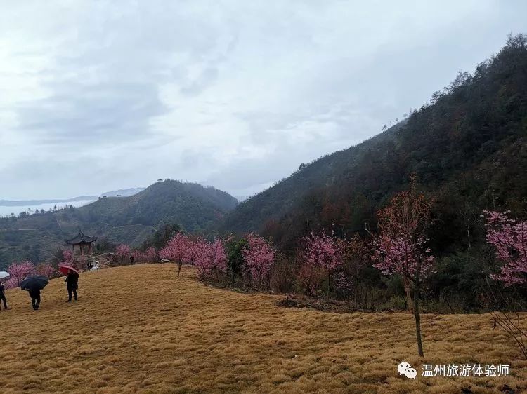 素心记樱花盛宴雁楠逸园