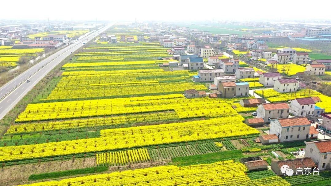 家门口油菜花正在怒放