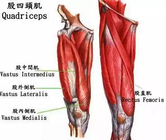 股四头肌位于大腿前侧