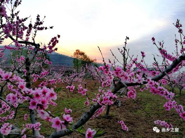 2019年3月28日"鄠邑区蒋村镇首届桃花节"开幕式圆满成功,桃之夭夭